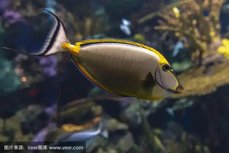 长吻鼻鱼,珊瑚,鱼类,自然,鱼类学