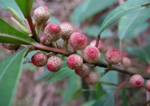 世界最神奇的植物树之牛奶树