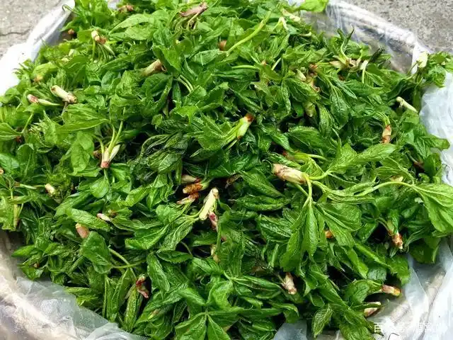 东北大山里的山野菜