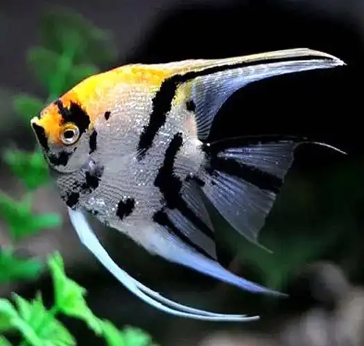熊猫神仙鱼