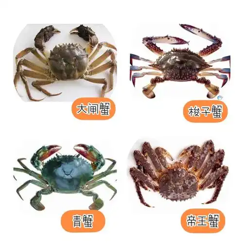 "有趣的螃蟹"——课程活动