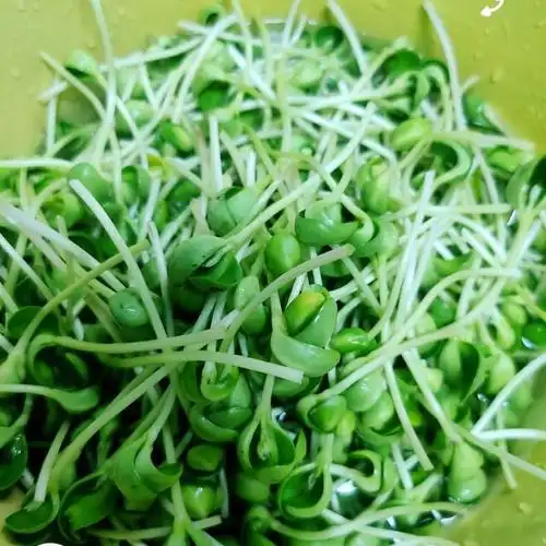 原料:豆苗菜,蒜,干辣椒,盐,鸡精,蚝油,生抽,食用油.