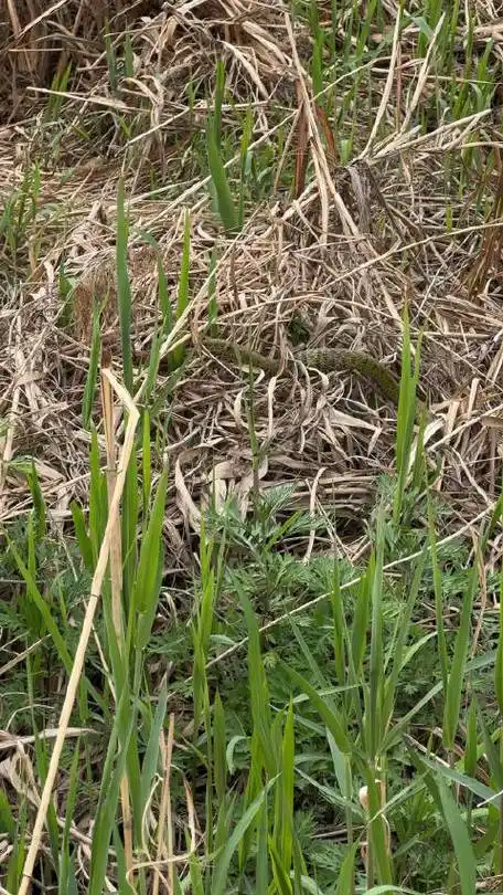 草丛里的绿色蛇