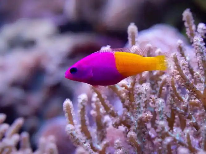 bicolor pseudochromis 学名:pseudochromis paccagnellae,双色草莓鱼