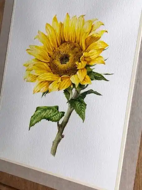 水彩画绘画教程丨太阳花97向日葵 今天种下一粒种子,明天收获一包