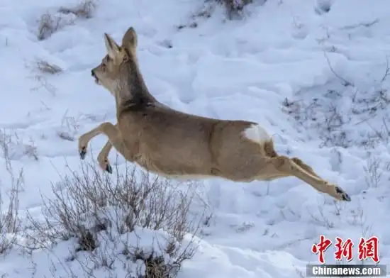 内蒙古雪原之上的傻狍子