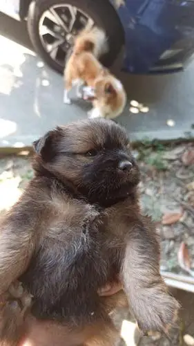 蝴蝶犬妈妈下了三只串串狗现在已经50多天可以领养