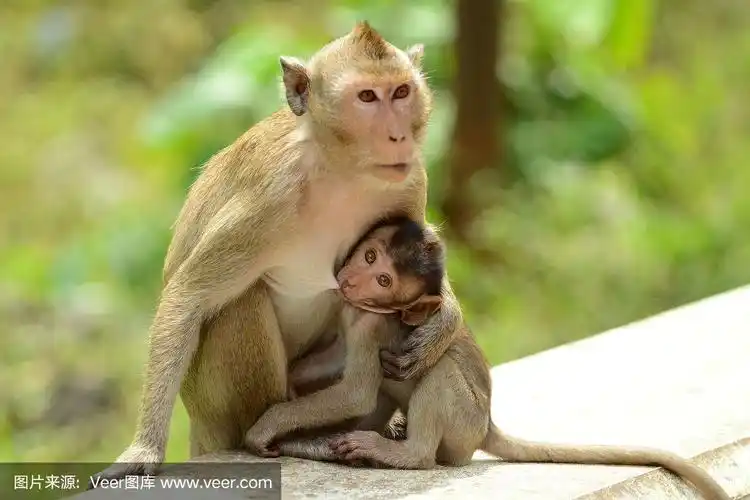 猴子宝宝和妈妈母乳喂养