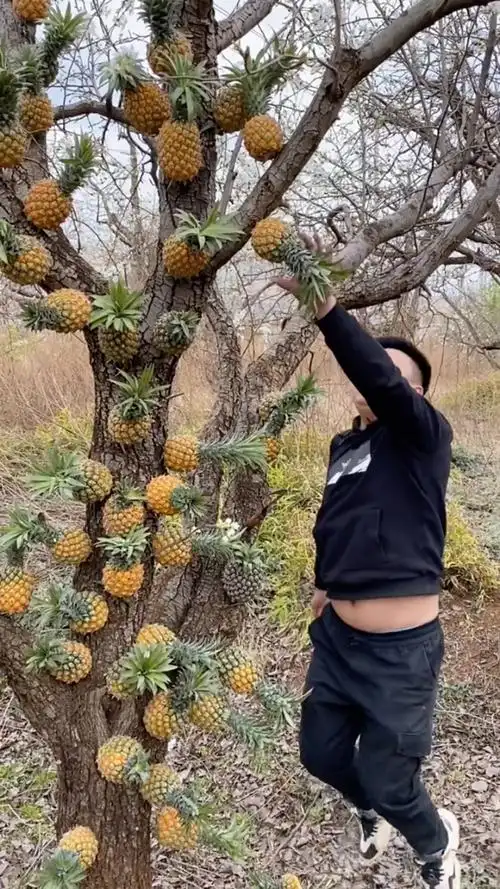 菠萝长树上了吗