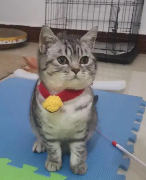 狸花和英短的串串是啥样的? - 知乎