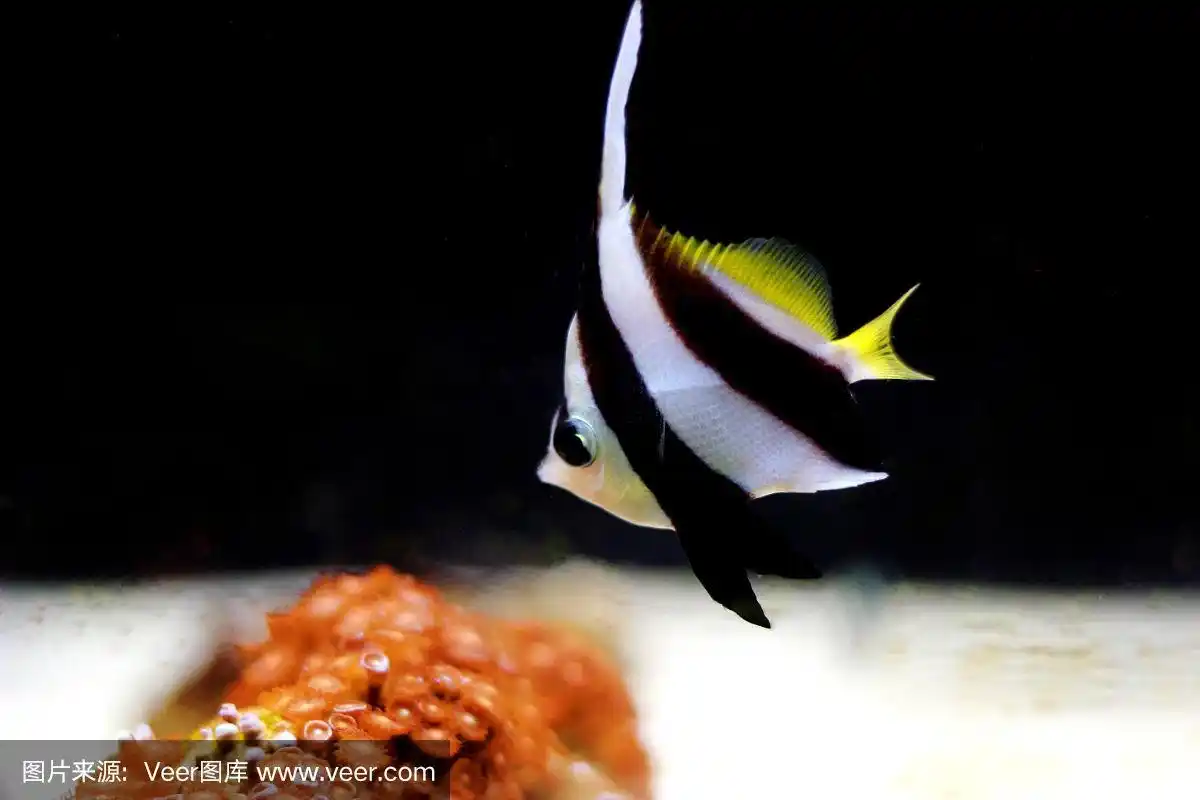 黑白蝴蝶鱼