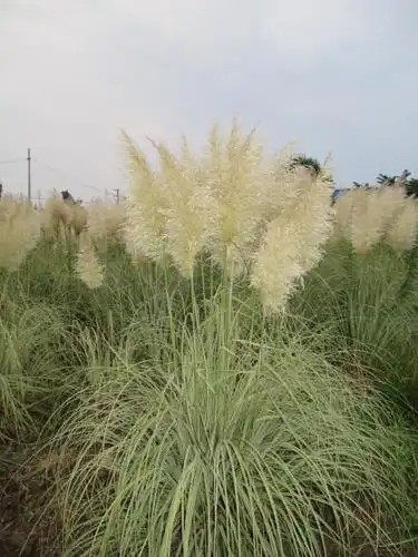 上海华紫观赏草园艺场