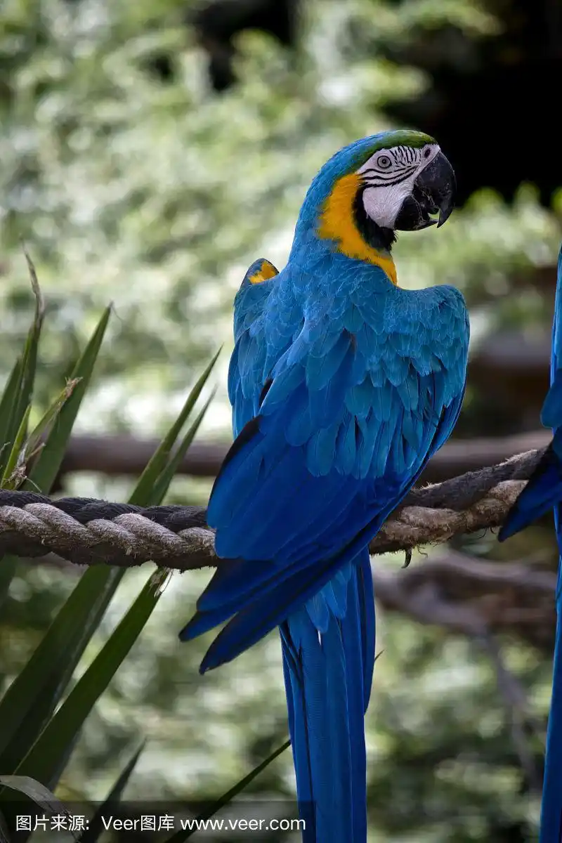 蓝色和金色的金刚鹦鹉