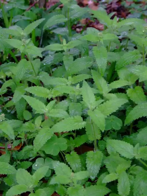 地蚕stachys geobombycis-花卉图片网