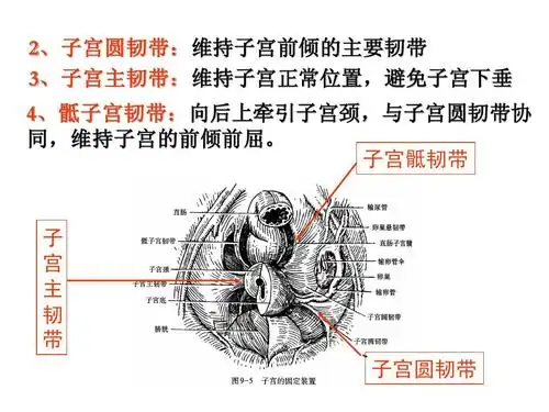 子 宫 主 韧 带 子宫圆韧带