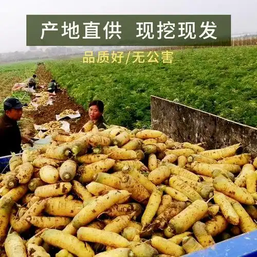 萝卜黄萝卜2021年新货短小袖珍水果新鲜胡萝卜5斤萝卜
