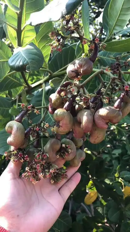 生根 腰果是种娇气的果子 需要气候温暖的环境 腰果树对霜冻非常敏