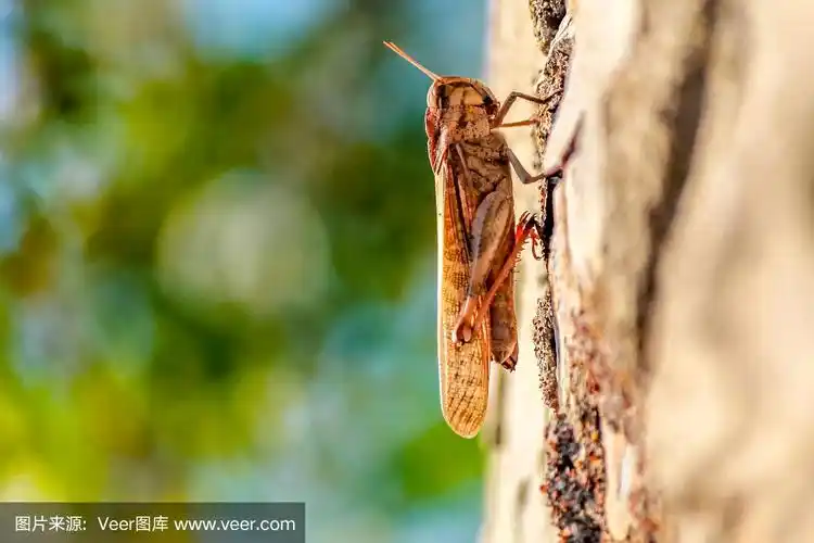 大蝉墙上特写摄影.