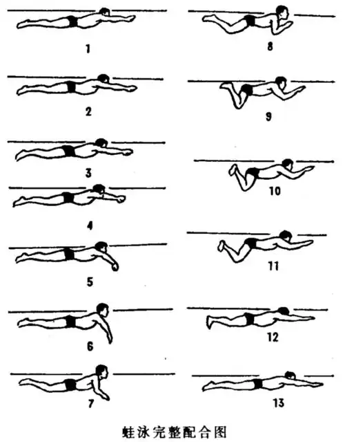 奥运比赛的泳姿进化史