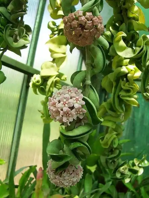 今日识花|球兰 - 简书