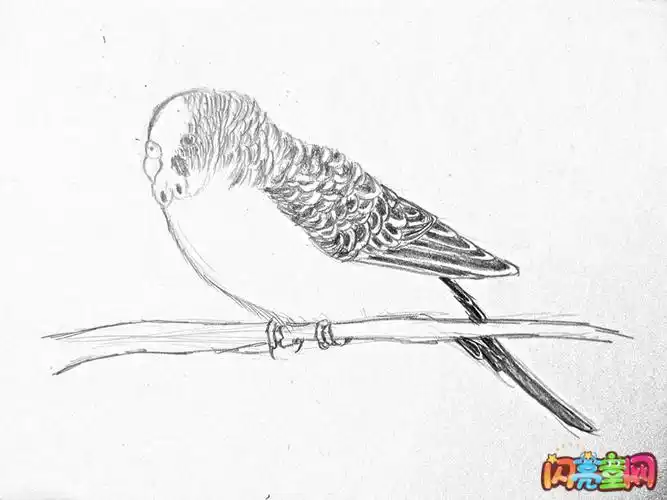 虎皮鹦鹉简笔画图片