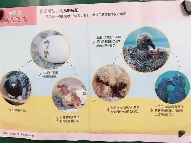 师:我们一起来看看小鸽子的成长过程