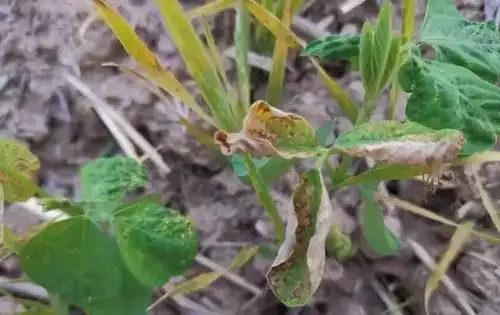 大豆田除草剂药害可以分为轻重两种情况,来判断作物是否会死苗减产.
