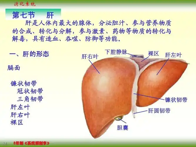镰状韧带 肝圆韧带 胆囊