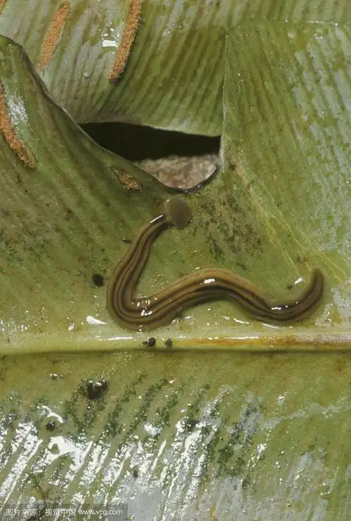 水蛭(水蛭),叶上