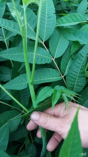 展开全部 香椿苗