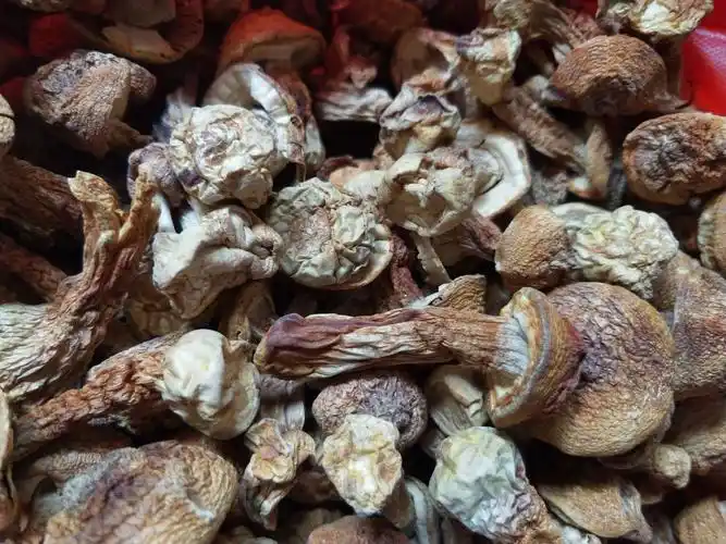 干菌菇