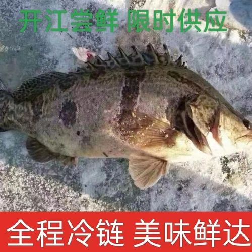 2斤  冷水野生鲜鱼速冻冷链包邮