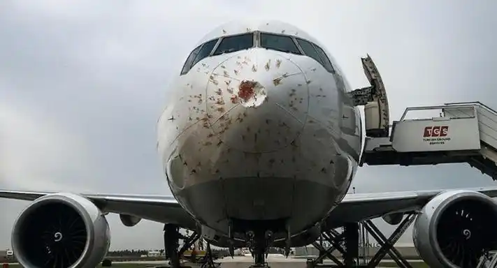 鸟撞飞机被国际航空界认定为a级灾难,在全世界范围内,每年发生的鸟撞