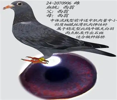 当前位置>信鸽拍卖首页>拍卖专题>查看拍卖商品>西翁(无白羽牛眼)