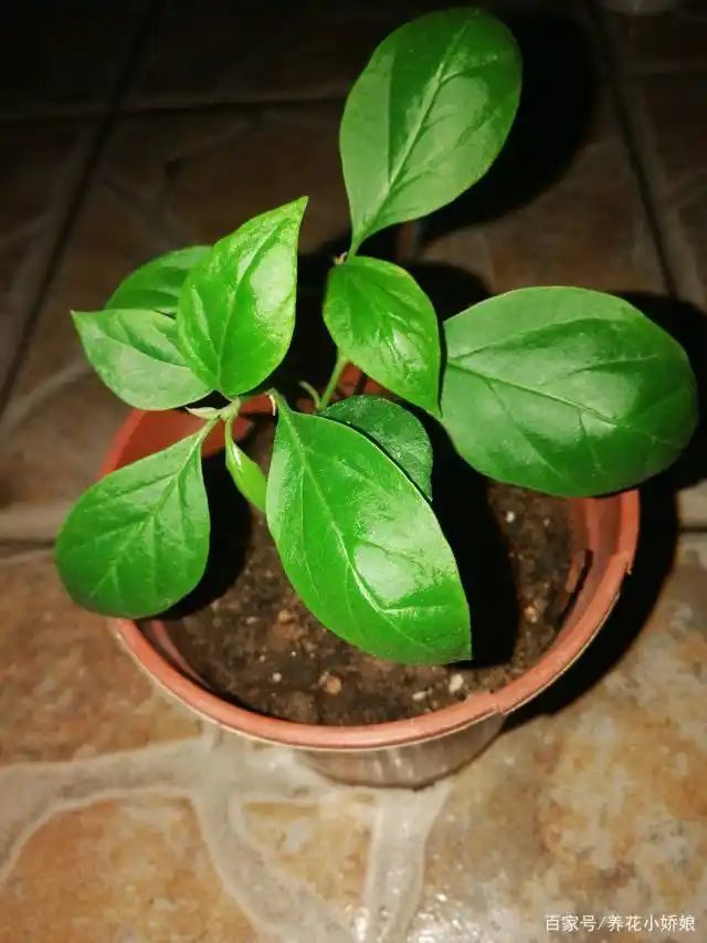 网购的三角梅发了新芽,别高兴的太早,这样养护才能养大!