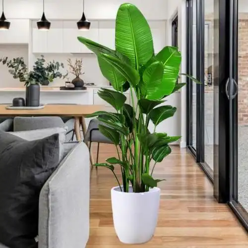 6种绿植大气上档次,适合客厅养护,好看好养又吉祥