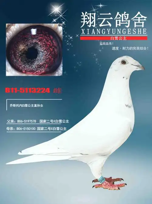 乔斯托内_大安翔云鸽舍_ ag188.com爱鸽商城_中国信鸽信息网