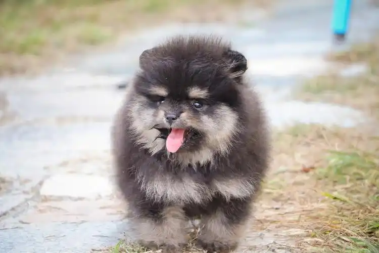 打完三针育苗发狗保细小犬瘟一个月#博美犬  #博美  #四眼铁包金