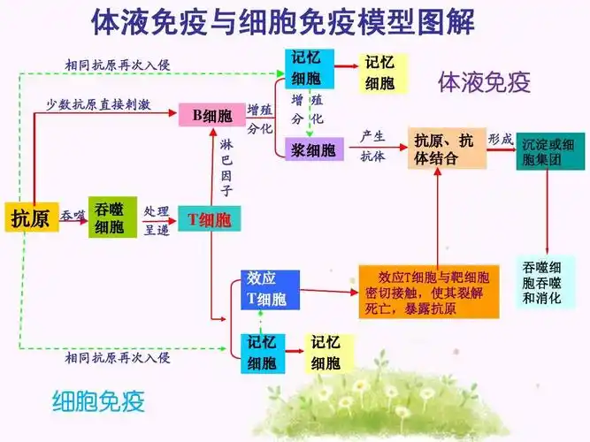 体液免疫与细胞免疫模型图解答案ppt