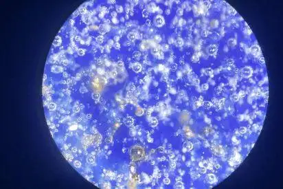 瓷器鉴定中的气泡特征