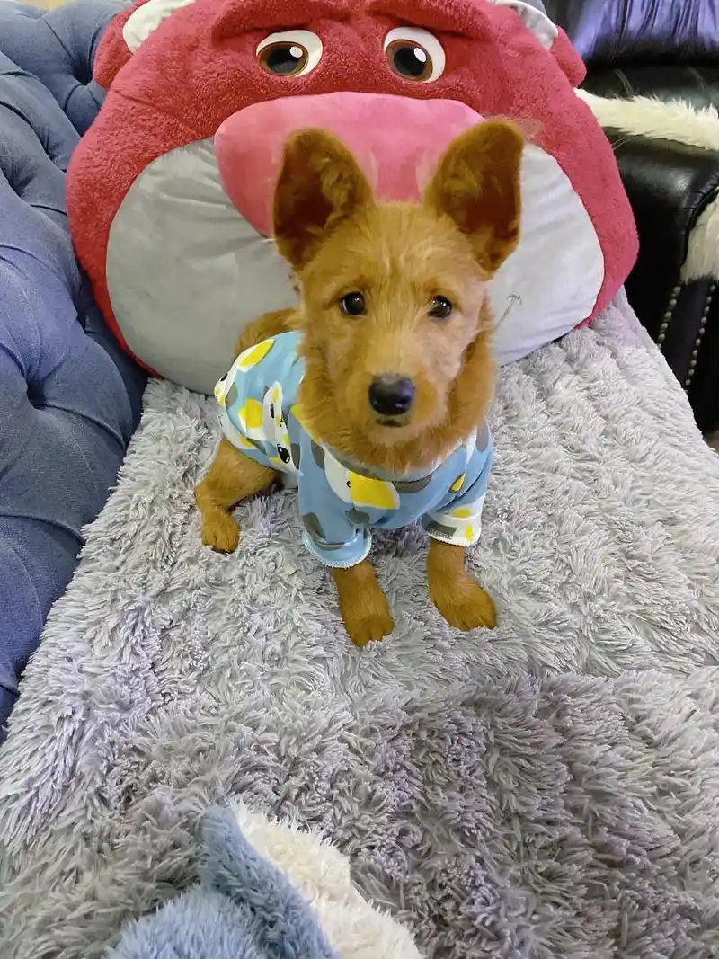 我家的98狗活宝居然是个梗类犬的串串,都以为是土狗,这性格属 - 抖