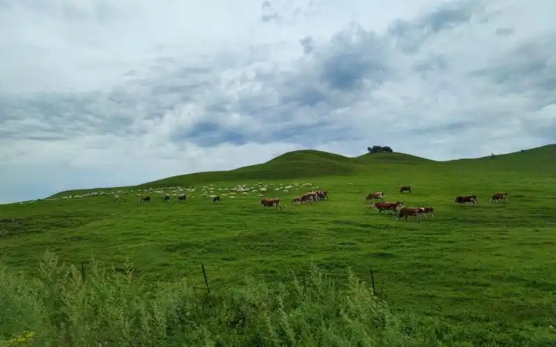 【大草原风景】兴安盟大草原