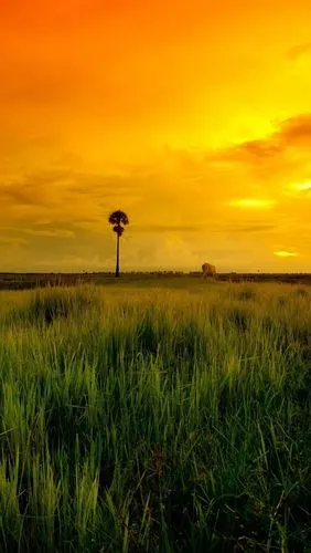 壁纸 草原,草,日落,云彩 2560x1600 hd 高清壁纸, 图片, 照片