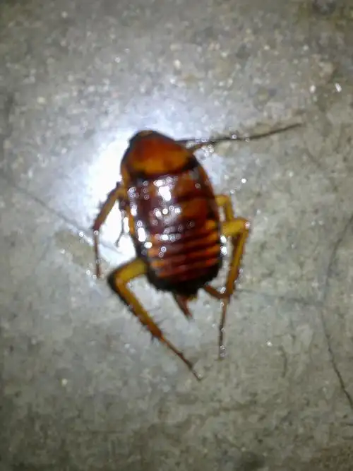 不知是什么虫子,看似蟑螂,请帮忙认一下?