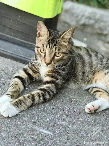 中华名猫大全——踏雪寻梅——古代名猫花名册