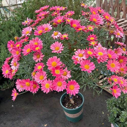 糖果_玛格丽特_淘宝糖果_玛格丽特多少钱/图片/品牌/精选-寻折猪