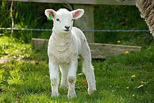 羊的耳朵图片_羊的耳朵图片大全_羊的耳朵图片素材