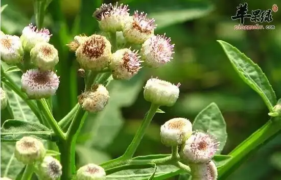 六棱菊的功效与作用及禁忌