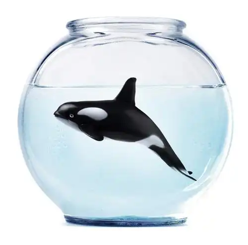 白天,白色背景,侧面,水,哺乳动物,鲸鱼,玻璃,一头,液体,水滴,鱼缸