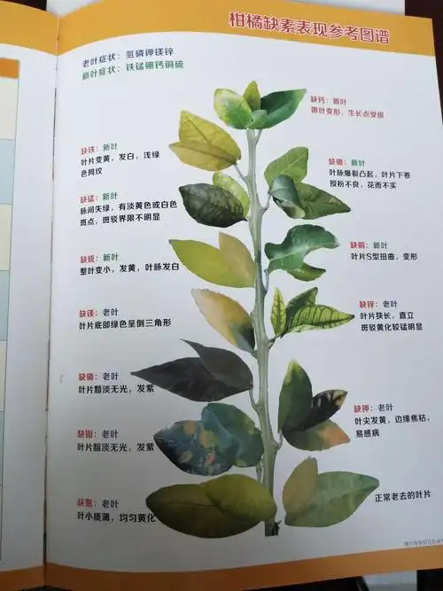 其它 柑橘病虫害 写美篇 柑橘缺素的一些表现症状    柑橘对氮素需求